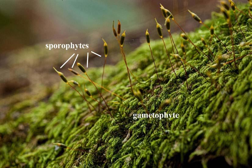 Phylum Bryophyta (mosses) Mosses