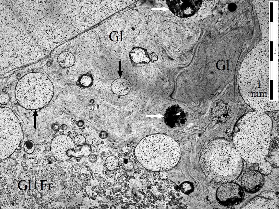 10 The volume of the glass (Gl) and mineral fragments (Fr) determined by image analysis using Quick PHOTO Micro 2.3 in the zone III. Fig.