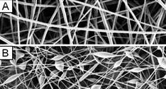 Formation of nanofibers depends on polymer solution characteristics Polyvinyl alcohol (PVA) nontoxicity, noncarcinogenicity, biocompatibility, biodegradability, hydrophilicity, appropriate mechanical