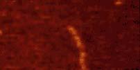 ATOMIC FORCE MICROSCOPY IMAGING OF DNA TappingMode image of nucleosomal DNA. Image courtesy of Y. Lyubchenko. Image of PtyrTlac supercoiled DNA. 75 nm scan courtesy C.