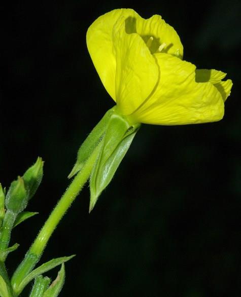 Oenothera subsect. Oenothera by R. Jean, R. Deschâtres Ϯ & J.-M.