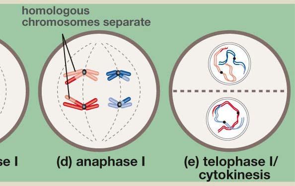 The Process of Meiosis Meiosis I- duplicate Homologous chromosomes pair