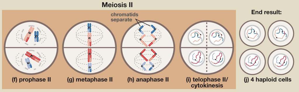 chromosomes split up Two haploid cells form; chromsomes are still