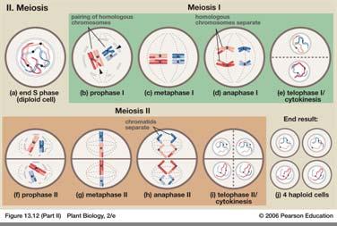 The Process of Meiosis The number of chromosomes are halved, so each of the four daughter cells
