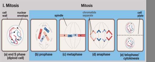 Mitosis (Cell division) are duplicated.