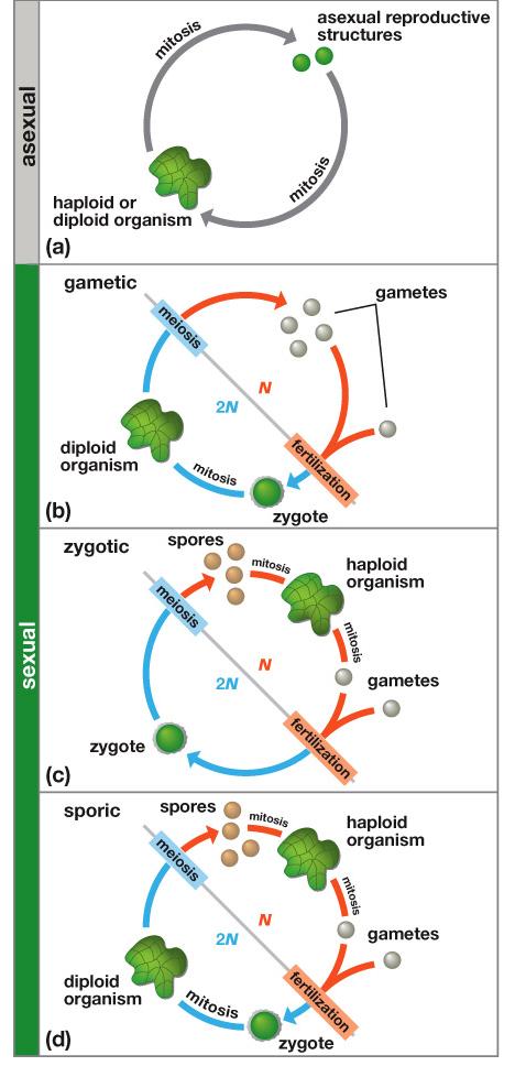 Life cycles link one generation to the next Life cycle Asexual organisms Sexual organisms Three basic types of sexual life cycles: -gametic -zygotic -sporic Gametic life cycle The