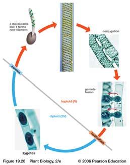 Zygotic life cycles -These organisms are haploid during most of their life cycle Advantages of zygotic life cycles