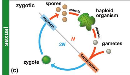 When environment conditions improves, zygotes undergo meiosis and produce genetically diverse progeny.