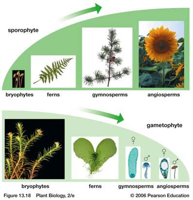 Plant groups differ in the relative sizes of