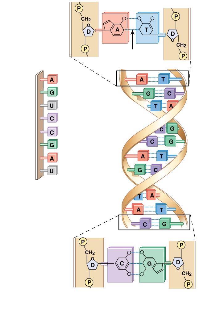 Figure 2-24 The Structure of Nucleic Acids. Phosphate group Deoxyribose Adenine Thymine Hydrogen bond DNA strand 1 DNA strand 2 a RNA molecule. An RNA molecule has a single nucleotide chain.