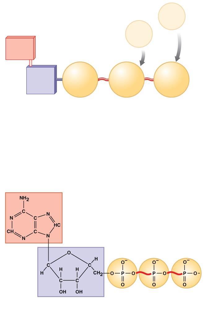Figure 2-25 The Structure of ATP.