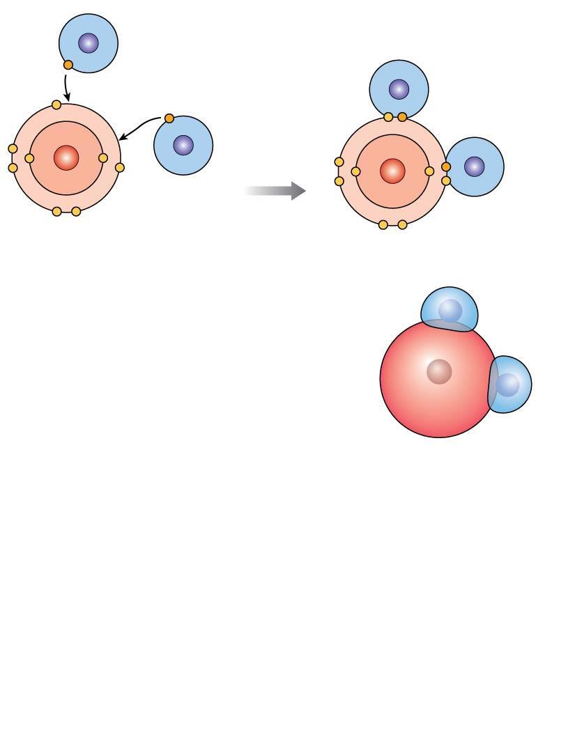 Figure 2-6 Water Molecules Contain Polar Covalent Bonds. Hydrogen atom Hydrogen atom Oxygen atom a Formation of a water molecule.