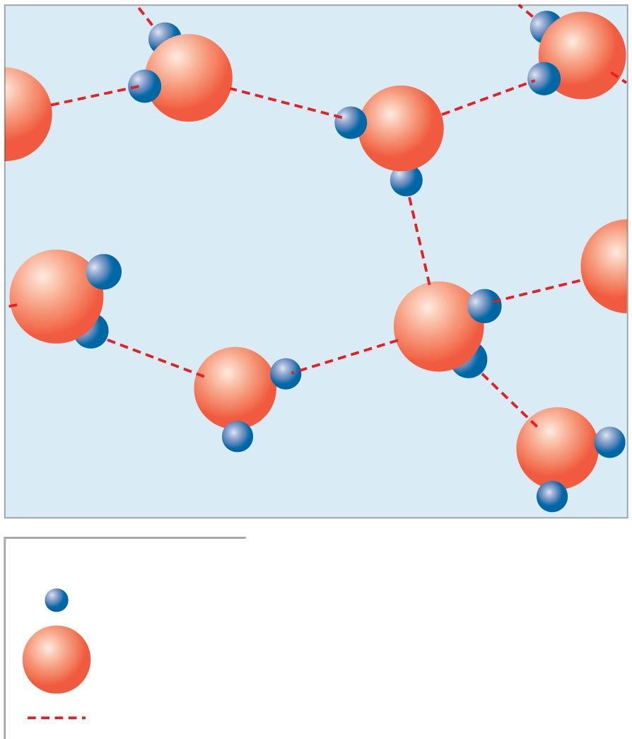 Figure 2-7 Hydrogen Bonds Form between Water Molecules.