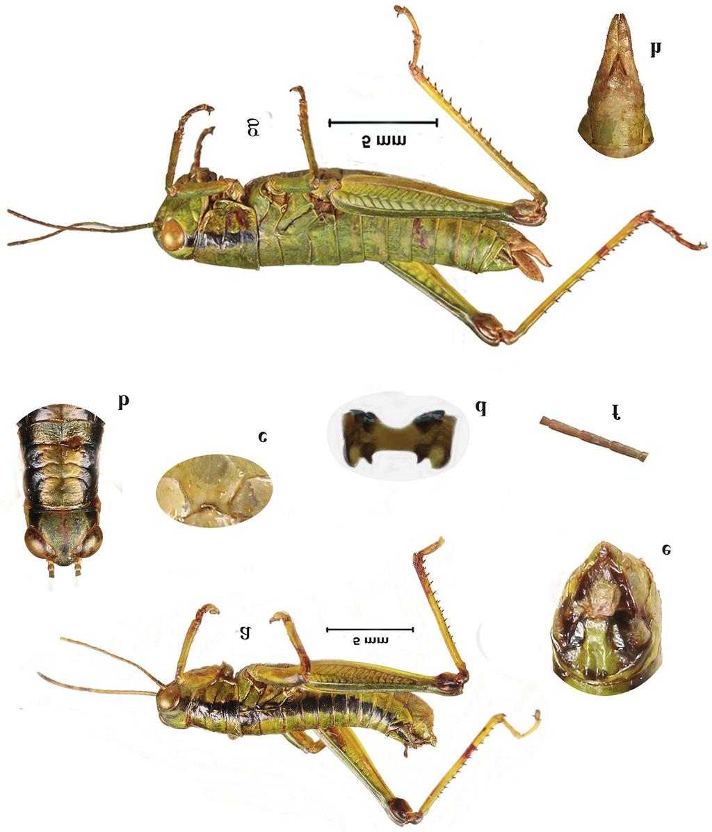 112 Li et al. ENTOMOL. FENNICA Vol. 26 Fig. 1. Photo of Zubovskya xiai sp. n. a. Male body in lateral view. b. Male head and pronotum in dorsal view. c. Male mesosternum in ventral view. d. Epiphallus.