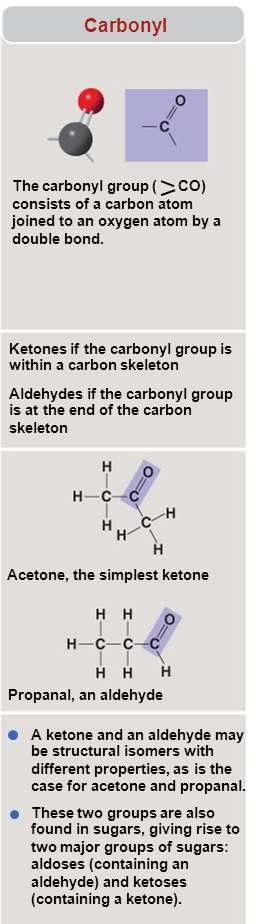 Carbonyl Groups Carbonyl group (-C=O): consists of a carbon atom joined to an oxygen atom by a double bond, including: Ketones: if carbonyl group is within a carbon skeleton (acetone) Aldehydes: if
