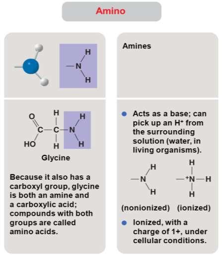 Amino Groups Amino group (-NH2): consists of a nitrogen atom bonded to 2 hydrogen atoms and to the carbon skeleton Compounds with amino groups are called amines Ex) Glycine because it also has a