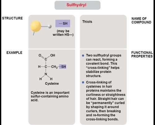 Sulfhydryl Groups Sulfhydryl group (-SH): consists of a sulfur atom bonded to a hydrogen atom Resembles a hydroxyl group (-OH) in shape Compounds containing sulfhydryls are called THIOLS Ex) Cysteine