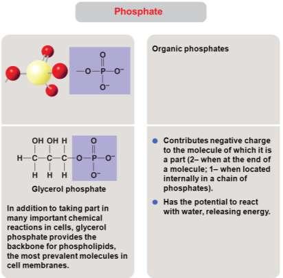 Phosphate Groups Phosphate group (-OPO3 2-): a phosphorus atom is bonded to 4 oxygen atoms and one of these oxygen atoms in bonded to carbon skeleton; 2 of the oxygens carry a negative charge