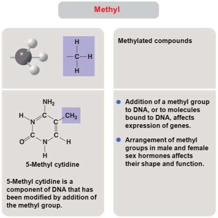 Methyl Groups Methyl groups (-CH3): consists of a carbon atom bonded to 3 hydrogen atoms May be attached to a carbon or to a different atom Compounds containing methyl groups are called methylated