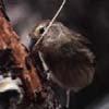 Woodpecker finch As for Darwin s