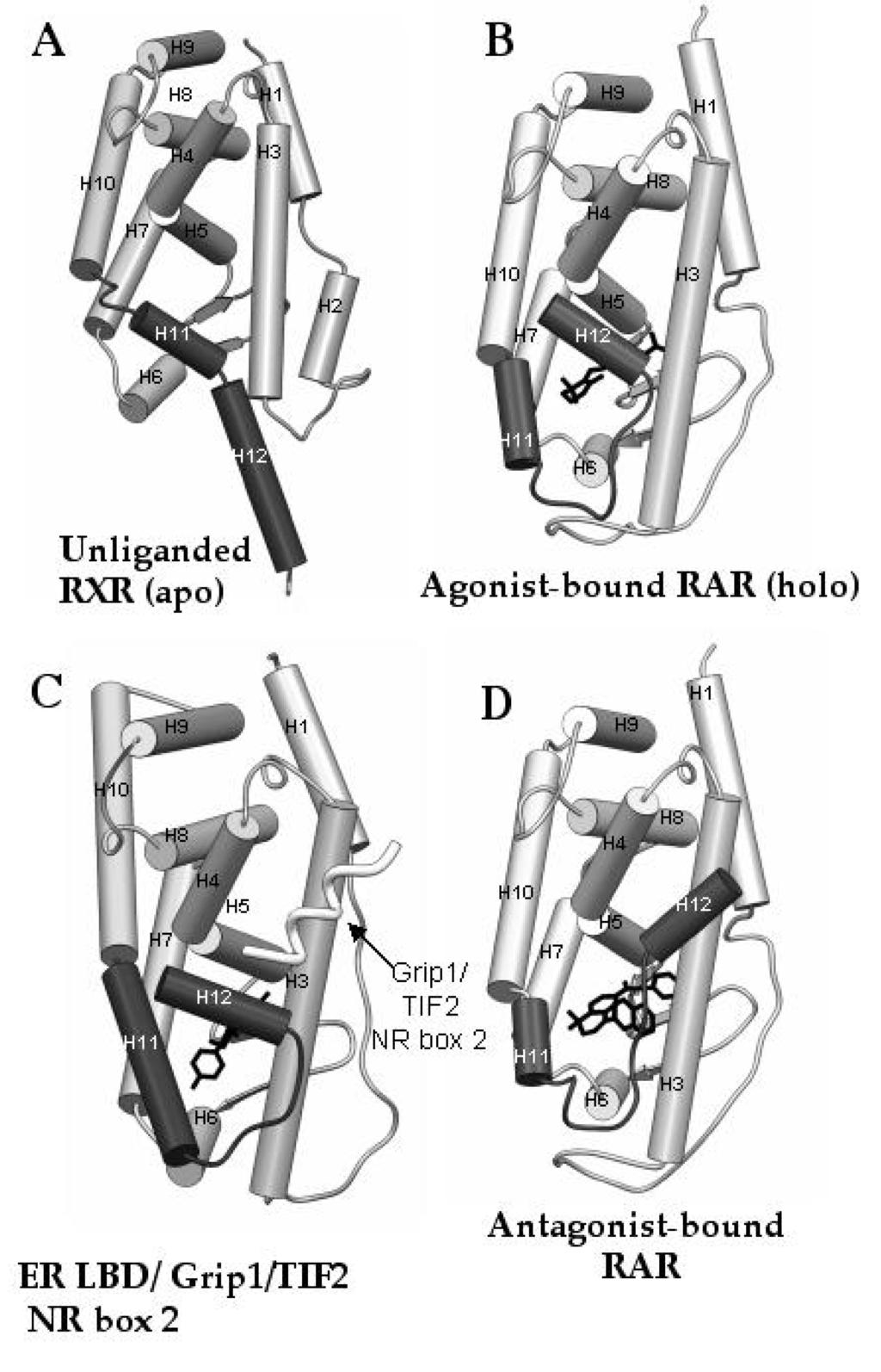 1632 P. GERMAIN et al. Fig. 4 Schematic illustration of the canonical 3D structures of NR LBDs.The canonical apo and holo structures of NR LBDs are shown in (A) and (B), respectively.
