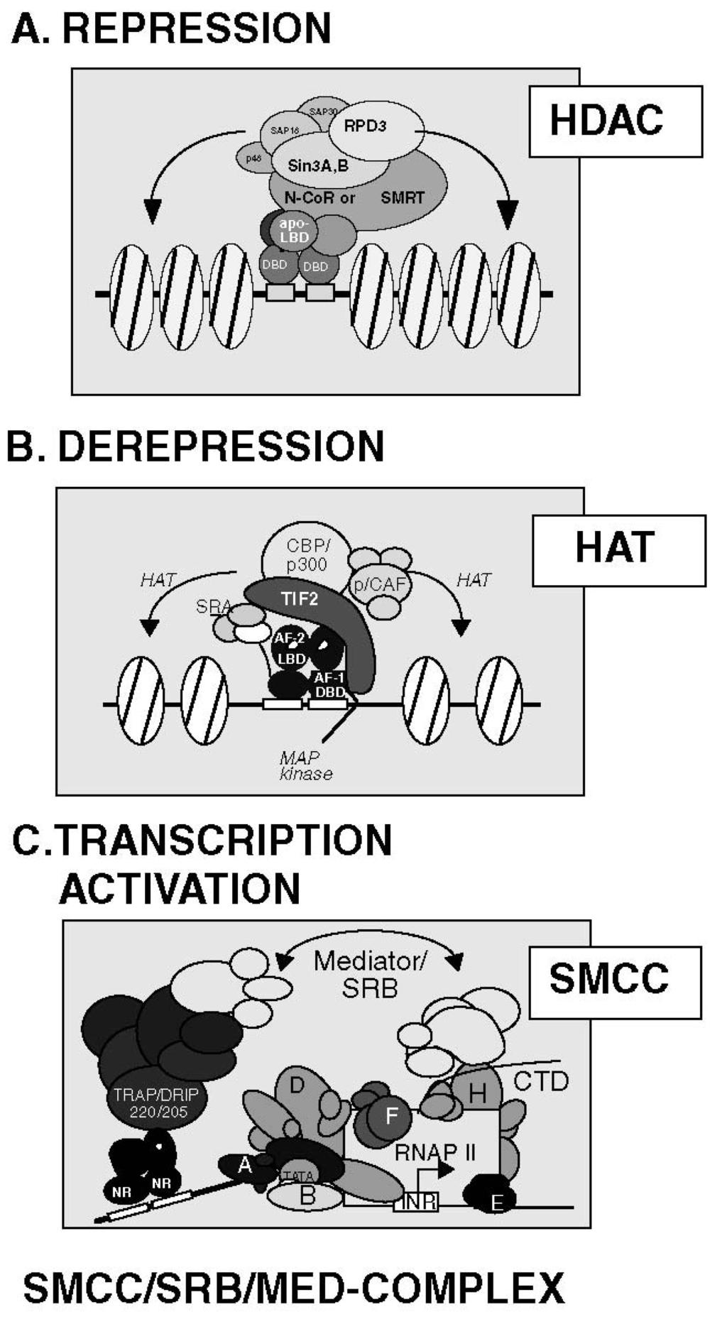 Nuclear receptor superfamily 1637 Fig. 5 Hypothetical 3-step mechanism leading to transcriptional activation by NRs.