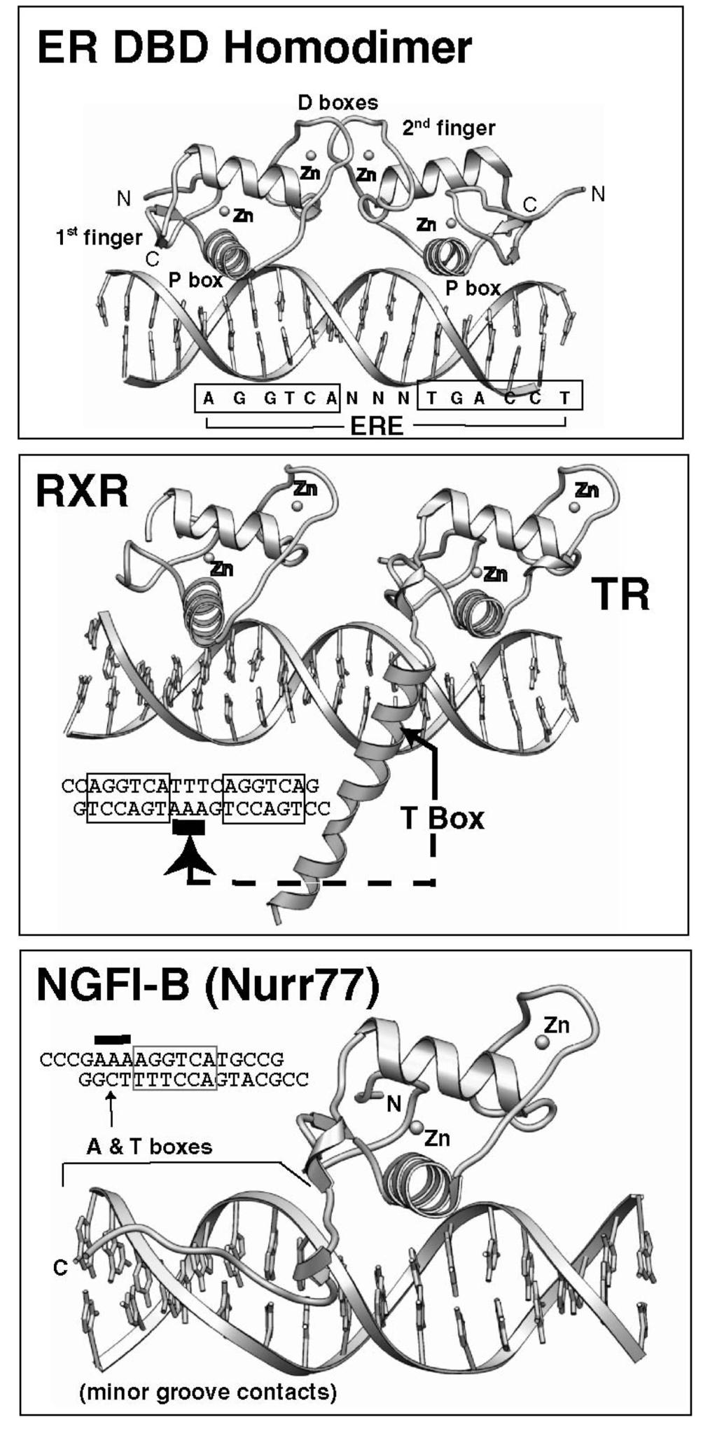 Nuclear receptor superfamily 1625 Fig. 3 3D structures of the three prototype DBDs of nuclear receptors obtained from X-ray crystal structure analyses of the DBD-DNA response element co-crystals.
