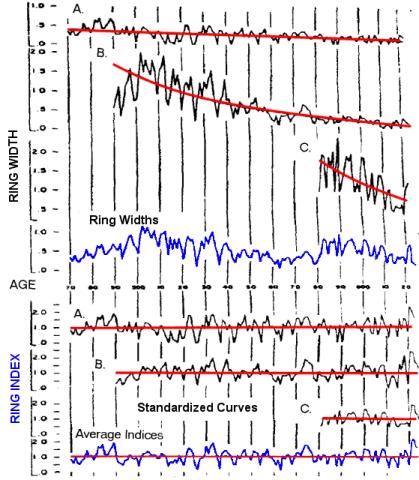 Long-term trends are usually removed from tree ring chronologies; likely related to