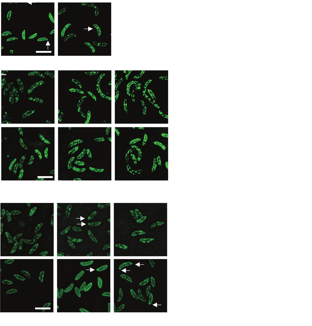 Control of cell shape in bacteria 181 A A22-treated 20 40 60 B Polar Midcell 30 80 100 120 Localization Frequency (%) 25 20 15 10 5 C FtsZ-depleted 20 40 60 D 0 20 40 60 80 100 120 Time (minutes)