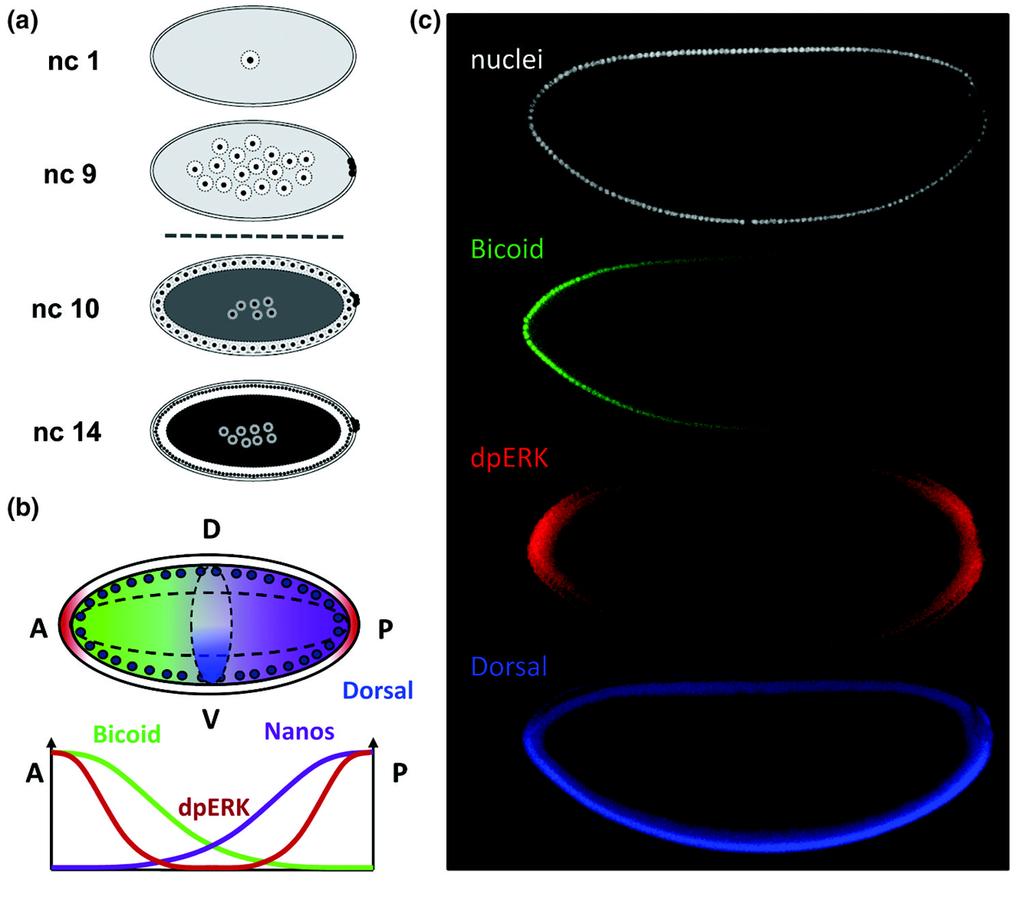 Shvartsman et al. Page 8 Figure 1. (A) Schematic representation of syncytial nuclear divisions in the early Drosophila embryo.