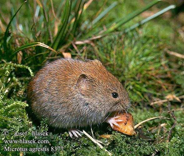 4.1.2 Example of a Cyclic Population Field voles in Kielder Forest are cyclic (period 4 years).