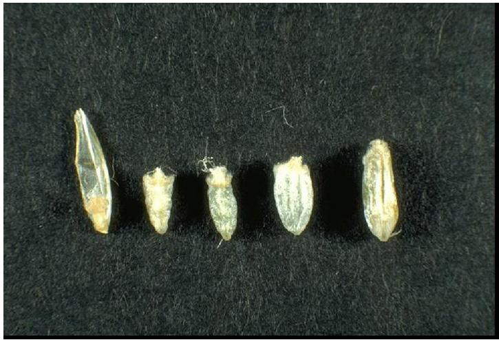 Figure 24. Kernel development stops immediately after freeze damage. Damaged kernels are grayish-white, rough and shriveled.