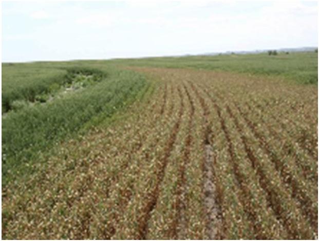 Figure 26. Low areas in a field are more susceptible to freeze damage. remove the wheat vegetation instead of directly working it into the soil to prevent excessive moisture loss.