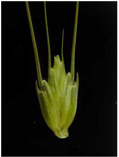 3.1 3.2 3.4 3.3 Figure 3. The wheat inflorescence. 3.1. A wheat spikelet. There are usually 2 to 5 florets in each spikelet that have the potential to develop kernels.