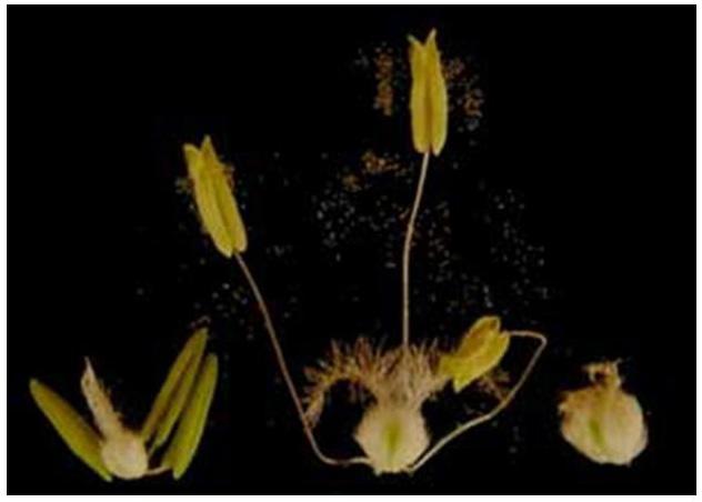 3.4. A time course photo showing the maturation of an individual floret. On the left is the young floret with immature floral parts.