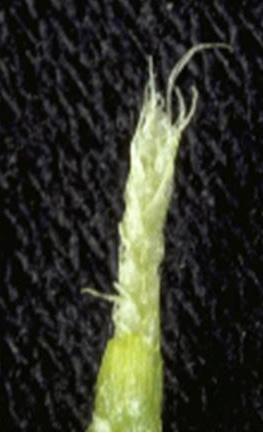 Partial injury at this stage may cause a mixture of normal tillers and late tillers and result in uneven maturity and some decrease in grain yield.