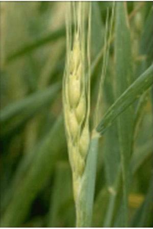 Figure 13. Healthy wheat anthers are trilobed, light green and turgid before pollen is shed. Each wheat floret contains three anthers.