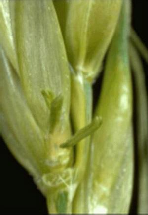 pollinated, sterility caused by freeze injury causes poor kernel set and a low grain yield.