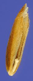 Awn Lemma Palea Endosperm The Seed The fruit of grasses is known as a caryopsis. The lemma, palea, and awn are parts of the grass flower, known as the floret.