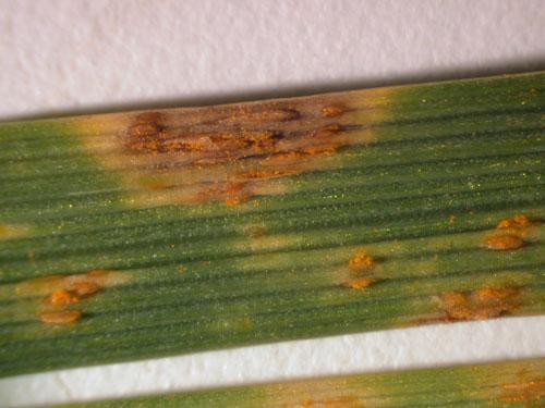 non-photosynthetic pustules, and reduces seed yield by reducing