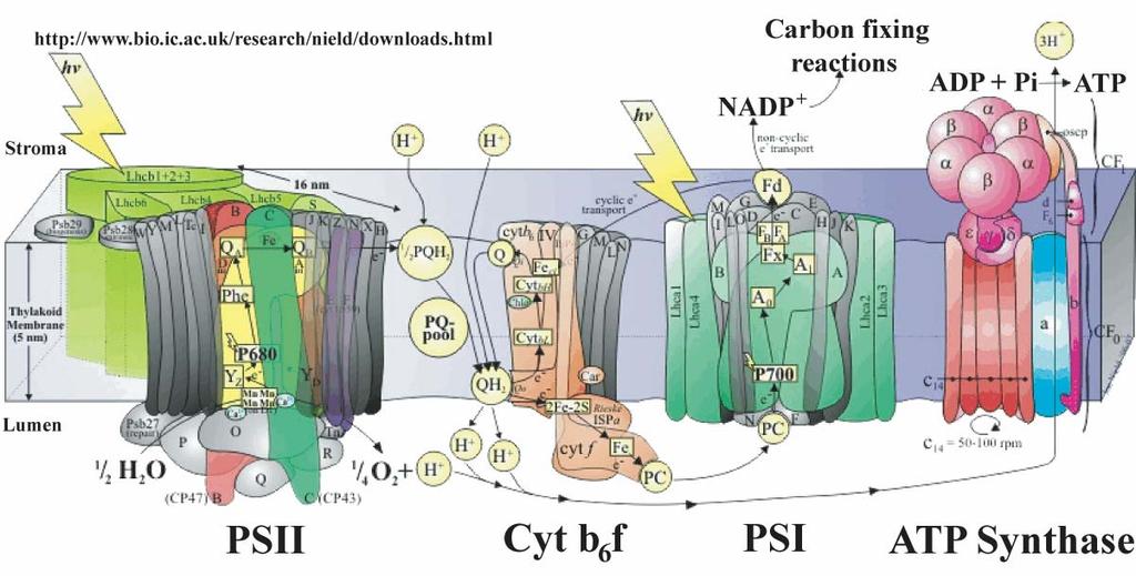 1Introduction Photo-protective Function of Carotenoids 1.1 Photosynthesis Life on earth is almost entirely solar powered. All organisms require energy for their chemical reactions.