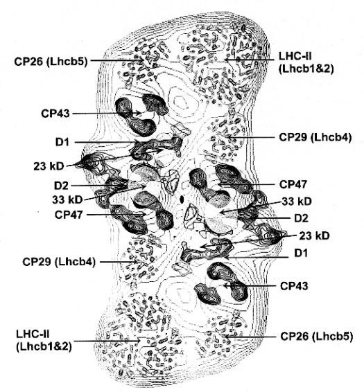 1Introduction Photo-protective Function of Carotenoids 1.4 Plant Light-Harvesting Complexes Higher plants have two different reaction centers, PS I and PS II, both contained in the thylakoid membrane.
