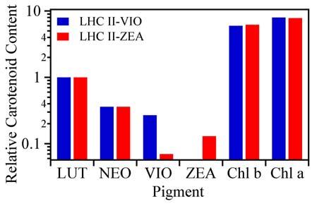 4 Non-photochemical Quenching in Photosynthesis Photo-protective Function of Carotenoids Fig. 4.2. Carotenoid composition in native and Zea-enriched preparations of LHC II (left).