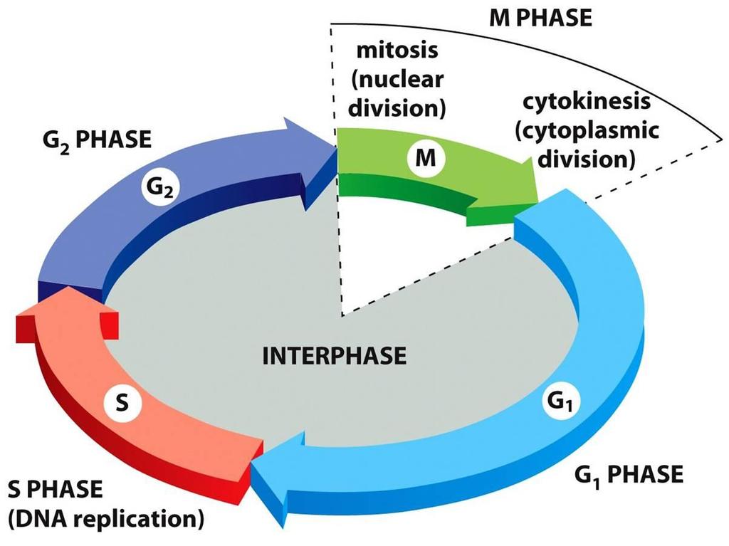 Interphase is the longest stage, consisting of: Growth (G 1 ) DNA replication (S)