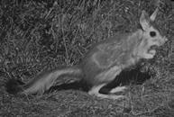 saltatory mammals kangaroo rats,