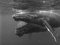 Zoogeographic Realms 7) Oceanic marine mammals walrus