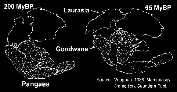 Continental Drift Theory & Mammals Sequence of Events: 1) Triassic Period