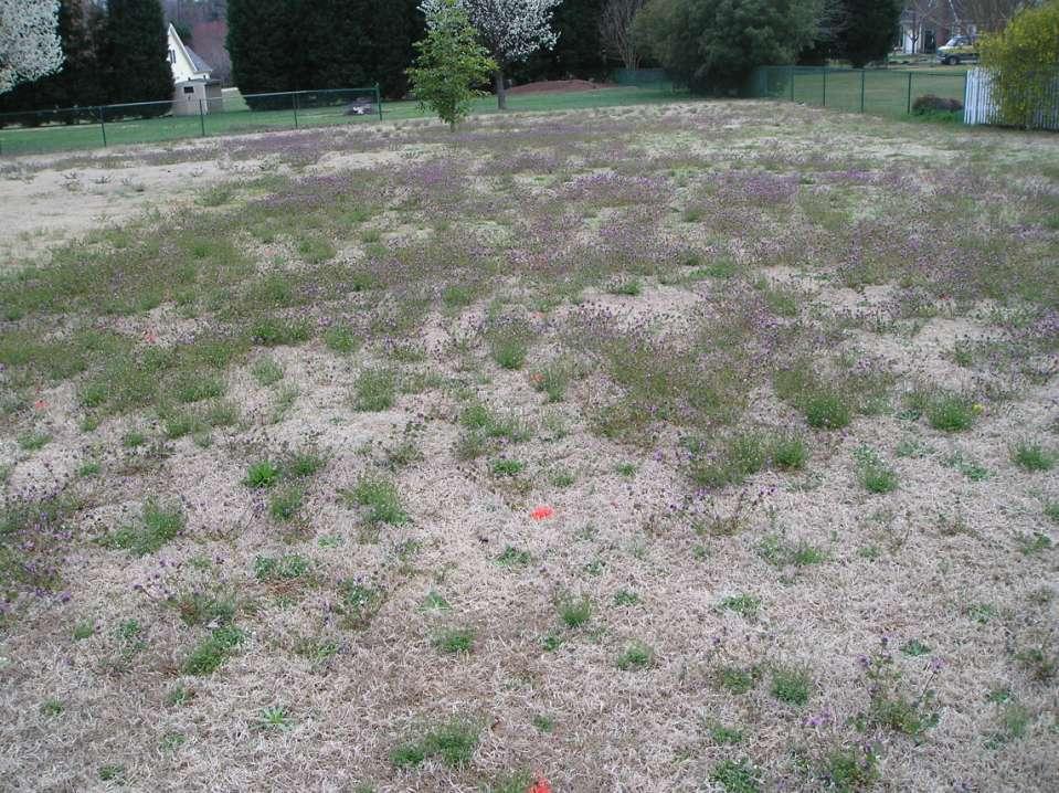 Why are weeds present in turgrass?