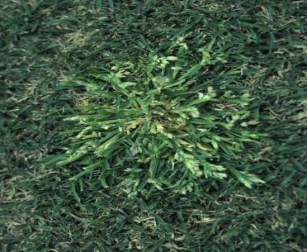 Annual Bluegrass Folded leaf vernation
