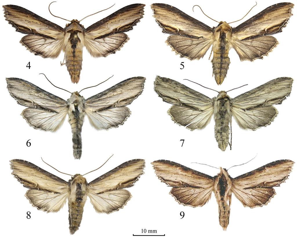 Volynkin et al. First record of Shargacucullia from Altai Mountains 735 Figures 4 9. Shargacucullia spp., adults. 4. Sh. verbasci, male, Tarbagatai Mountains, 1 km N of Kyzymbet village (Coll. AVB).